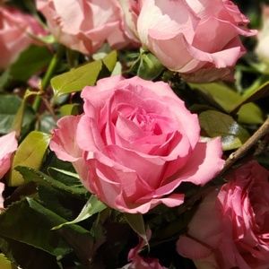 Meet your Posher, Tracy